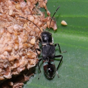 Rhyparochromidae (family) at Brisbane City Botanic Gardens - 23 Jan 2024 12:10 PM