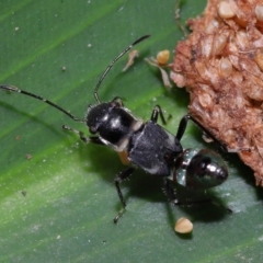 Rhyparochromidae (family) at Brisbane City Botanic Gardens - 23 Jan 2024 12:10 PM