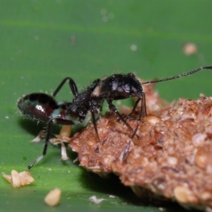 Rhyparochromidae (family) at Brisbane City Botanic Gardens - 23 Jan 2024 12:10 PM