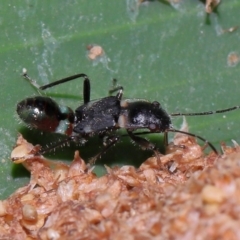 Rhyparochromidae (family) at Brisbane City Botanic Gardens - 23 Jan 2024 12:10 PM