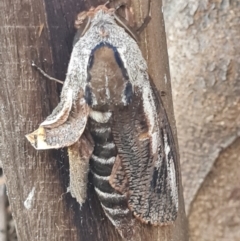 Endoxyla encalypti (Wattle Goat Moth) at Macgregor, ACT - 26 Jan 2024 by WalkYonder