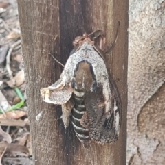 Endoxyla encalypti at Macgregor, ACT - 26 Jan 2024