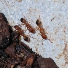 Formicidae (family) (Unidentified ant) at Wodonga - 26 Jan 2024 by KylieWaldon