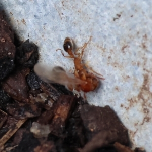 Formicidae (family) at Wodonga - 26 Jan 2024 10:04 AM