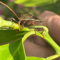 Musgraveia sulciventris (Bronze Orange Bug) at Jerrabomberra, NSW - 26 Jan 2024 by Mavis