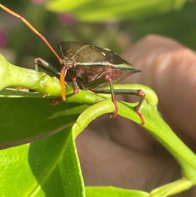 Musgraveia sulciventris (Bronze Orange Bug) at Jerrabomberra, NSW - 26 Jan 2024 by Mavis