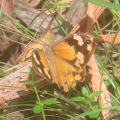 Heteronympha merope (Common Brown Butterfly) at Monga, NSW - 26 Jan 2024 by MatthewFrawley