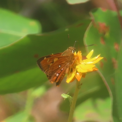 Trapezites symmomus (Splendid Ochre) at Monga National Park - 26 Jan 2024 by MatthewFrawley