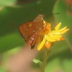 Trapezites symmomus at Monga National Park - 26 Jan 2024