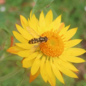 Simosyrphus grandicornis at Monga National Park - 26 Jan 2024