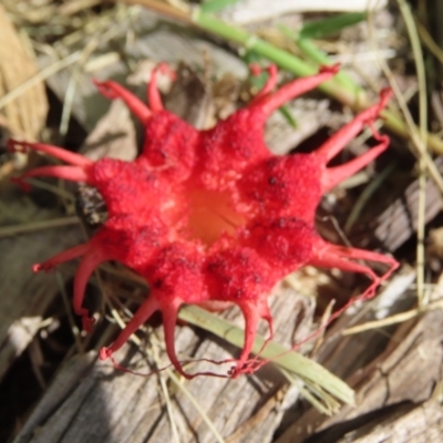 Aseroe rubra (Anemone Stinkhorn) at Upper Stranger Pond - 27 Jan 2024 by SandraH