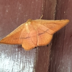 Aglaopus pyrrhata (Leaf Moth) at Yass River, NSW - 27 Jan 2024 by 120Acres