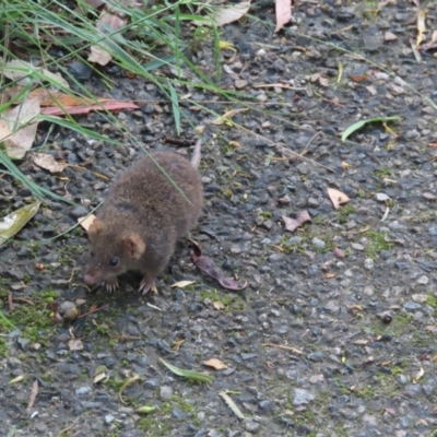 Antechinus mimetes mimetes (Dusky Antechinus) at Tidbinbilla Nature Reserve - 26 Jan 2024 by SandraH