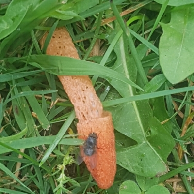 Phallus rubicundus (Phallus rubicundus) at Stirling, ACT - 27 Jan 2024 by Harrisi