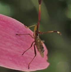 Amblypelta nitida at Ngunnawal, ACT - 27 Jan 2024