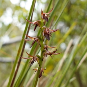 Corunastylis filiforme at Morton National Park - 24 Jan 2024