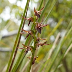 Corunastylis filiforme (Glandular Midge Orchid) at Morton National Park - 24 Jan 2024 by RobG1