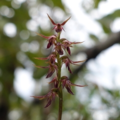 Corunastylis filiforme at Morton National Park - 24 Jan 2024