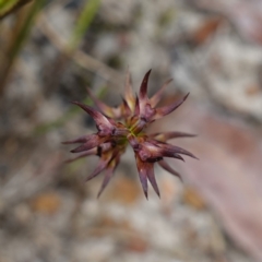 Corunastylis filiforme at Morton National Park - 24 Jan 2024