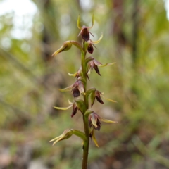 Corunastylis filiforme at Morton National Park - 24 Jan 2024