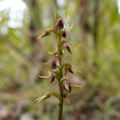 Corunastylis filiforme at Morton National Park - suppressed