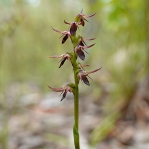 Corunastylis filiforme at Morton National Park - 24 Jan 2024