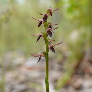 Corunastylis filiforme at Morton National Park - suppressed