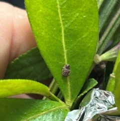 Unidentified Scale insect or Mealybug (Hemiptera, Coccoidea) at QPRC LGA - 26 Jan 2024 by stellabellaxx