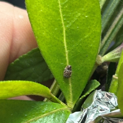 Unidentified Scale insect or Mealybug (Hemiptera, Coccoidea) at QPRC LGA - 26 Jan 2024 by stellabellaxx