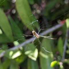 Leucauge dromedaria (Silver dromedary spider) at Watson, ACT - 26 Jan 2024 by AniseStar