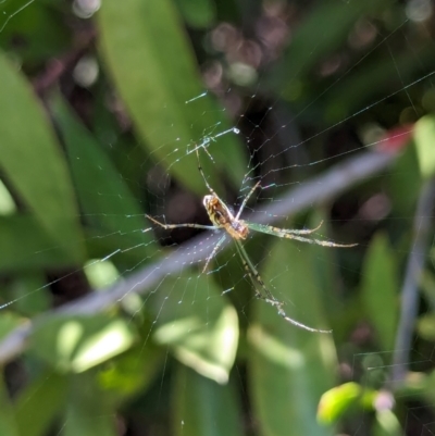 Leucauge dromedaria (Silver dromedary spider) at Watson Green Space - 26 Jan 2024 by AniseStar