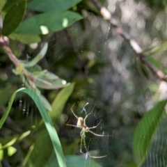 Leucauge dromedaria at Watson Green Space - 27 Jan 2024