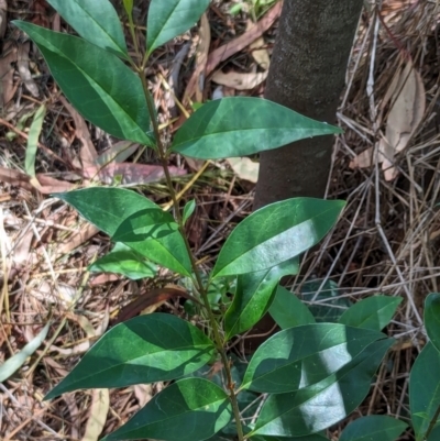 Ligustrum lucidum (Large-leaved Privet) at Watson, ACT - 27 Jan 2024 by AniseStar