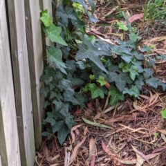 Hedera helix (Ivy) at Watson, ACT - 26 Jan 2024 by AniseStar