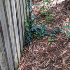 Hedera sp. (helix or hibernica) at Watson Green Space - 27 Jan 2024 10:52 AM