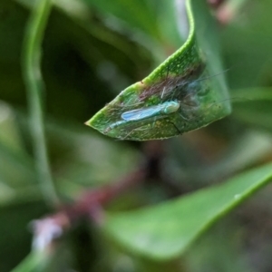 Chironomidae (family) at Watson Green Space - 27 Jan 2024