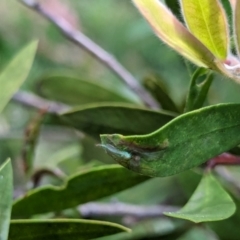 Chironomidae (family) at Watson Green Space - 27 Jan 2024