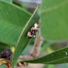 Acroceuthes metaxanthana at Watson, ACT - 27 Jan 2024 10:48 AM