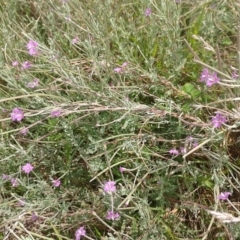 Epilobium billardiereanum subsp. cinereum (Variable Willow-herb) at Symonston, ACT - 26 Jan 2024 by CallumBraeRuralProperty