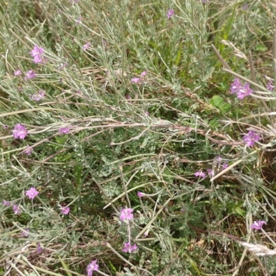 Epilobium billardiereanum subsp. cinereum (Hairy Willow Herb) at Symonston, ACT - 26 Jan 2024 by CallumBraeRuralProperty