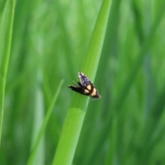 Glyphipterix chrysoplanetis (A Sedge Moth) at Lyons, ACT - 27 Jan 2024 by ran452