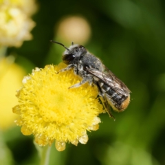 Megachile ferox (Resin bee) at Harrison, ACT - 27 Jan 2024 by DPRees125