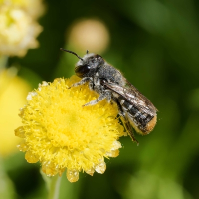 Megachile ferox (Resin bee) at Harrison, ACT - 26 Jan 2024 by DPRees125