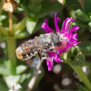 Megachile ferox at Harrison, ACT - suppressed