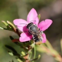 Megachile ferox at Harrison, ACT - suppressed