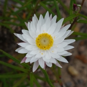 Coronidium waddelliae at Sassafras, NSW - 24 Jan 2024