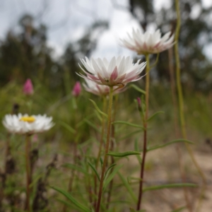 Coronidium waddelliae at Sassafras, NSW - 24 Jan 2024