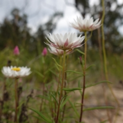 Coronidium waddelliae at Sassafras, NSW - 24 Jan 2024