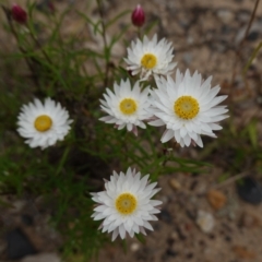 Coronidium waddelliae at Sassafras, NSW - 24 Jan 2024