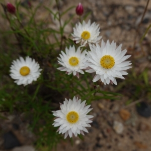 Coronidium waddelliae at Sassafras, NSW - 24 Jan 2024